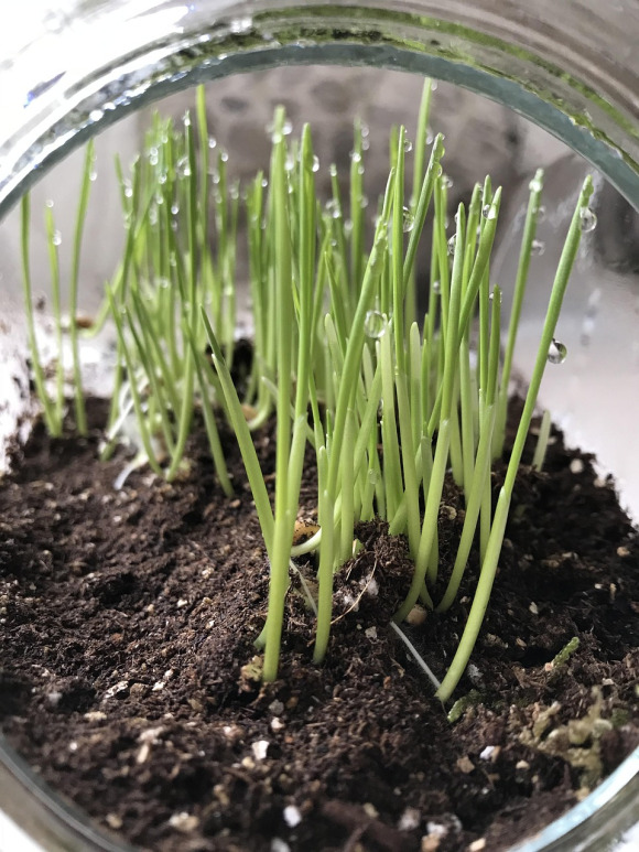 fresh microgreens closeup tray